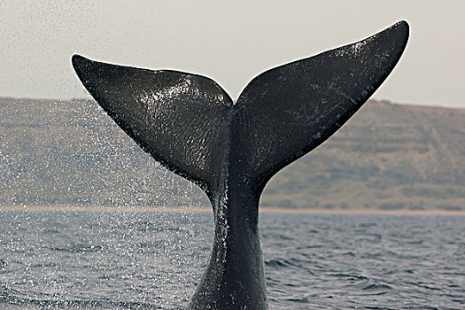南露脊鲸,尾部,拍击,瓦尔德斯半岛,阿根廷