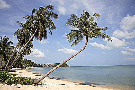 泰国,苏梅岛,帽子,海滩,沙子,椰树