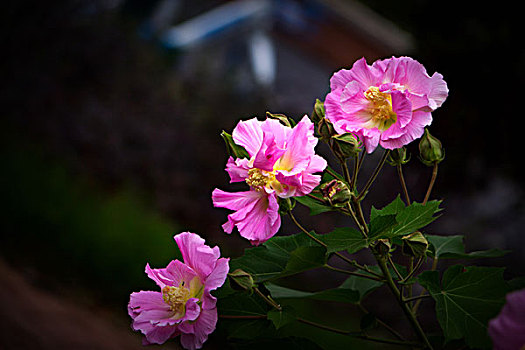 美丽的芙蓉花,木芙蓉,拒霜花,木莲,地芙蓉,华木