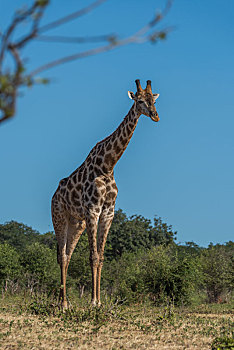 南非,长颈鹿,站立,框架,枝条