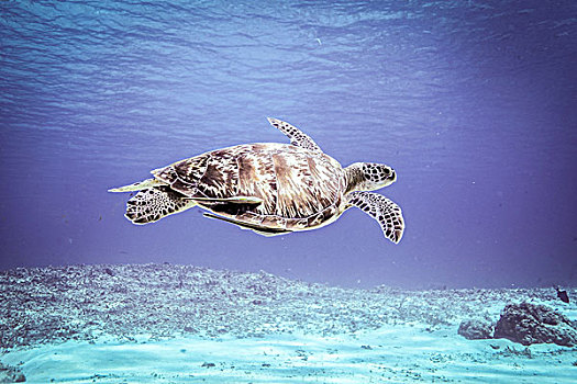 水下视角,稀有,绿海龟,龟类,游动,上方,海底,巴厘岛,印度尼西亚
