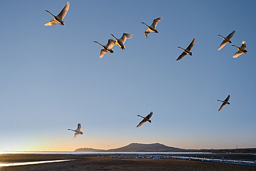 山东威海翱翔在蓝天上的大天鹅