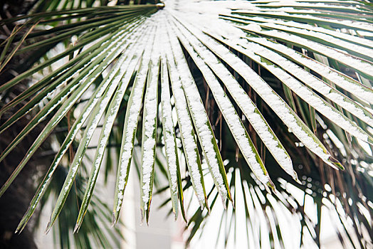 冬季被雪花覆盖的棕榈树叶子