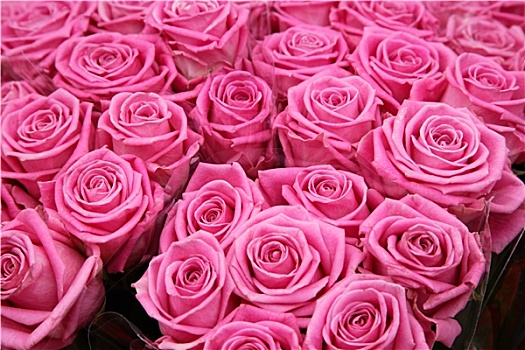 粉色,玫瑰