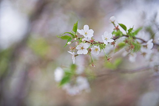 春天,花