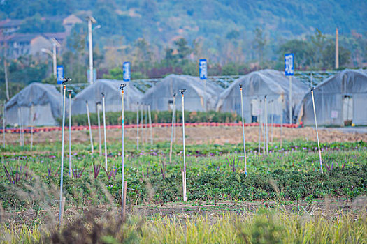 塑料,花卉,大棚,铁杆,农业,基地