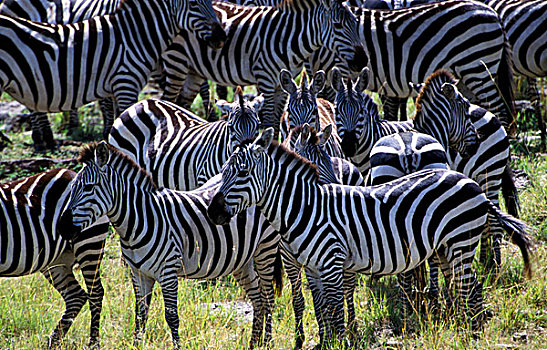 肯尼亚,马塞马拉野生动物保护区,大,牧群,斑马,准备,马拉河