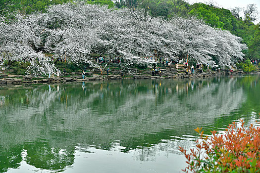 樱花湖,樱花树下,樱花