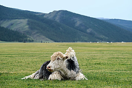 黑白,牦牛,鄂尔浑峡谷,国家公园,前杭爱省,蒙古,亚洲
