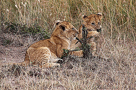 肯尼亚非洲大草原狮子-两只幼狮玩耍