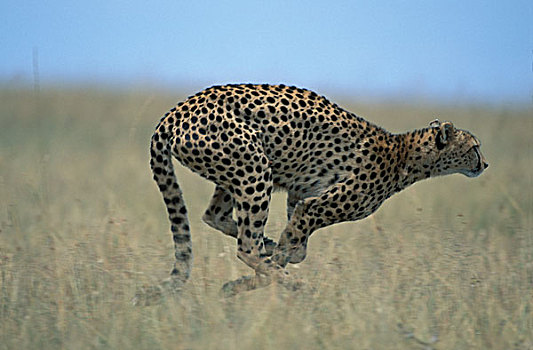 肯尼亚,马塞马拉野生动物保护区,成年,女性,印度豹,猎豹,高草,热带草原,追逐,鬣狗,幼兽