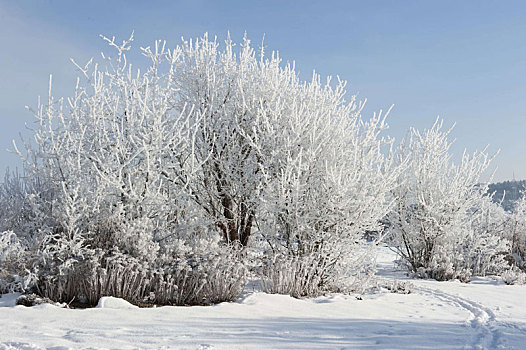 雪,花园,灌木,多年生植物,遮盖,白霜