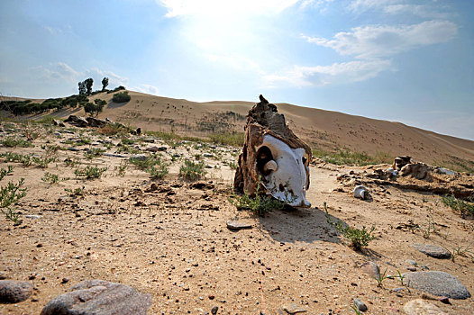 沙漠里的骸骨