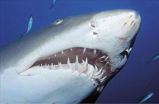 鲨鱼,牙齿,海洋动物,北卡罗来纳,动物