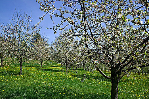 德国,果园,盛开,苹果树,春天