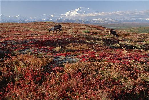 北美驯鹿,驯鹿属,一对,放牧,秋天,苔原,靠近,山,德纳里峰,德纳利国家公园和自然保护区,阿拉斯加
