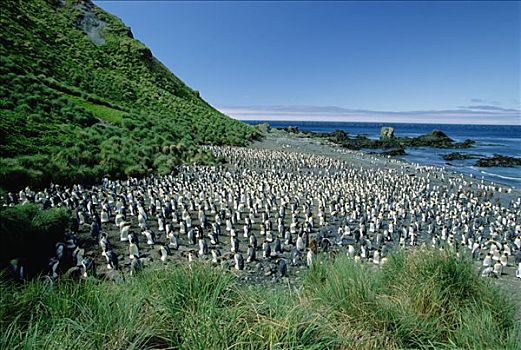 帝企鹅,生物群,麦夸里岛,澳大利亚
