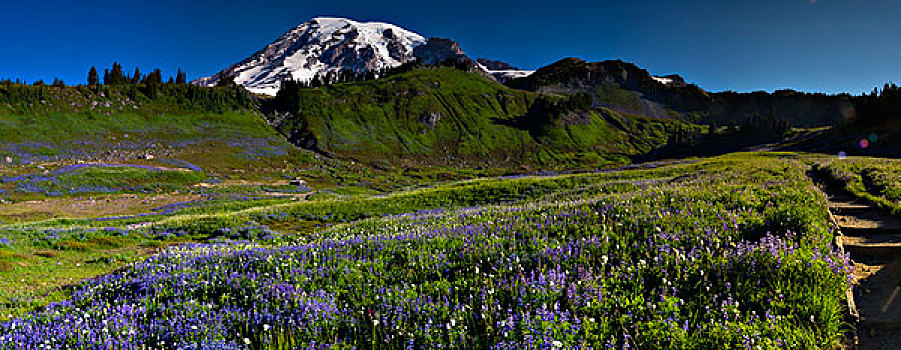 美国,华盛顿,山,雷尼尔山,国家公园,花,乐园,公园,草地,全景,大幅,尺寸