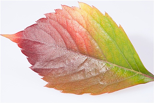 一个,秋天,彩色,叶子,地锦属,白色背景,背景