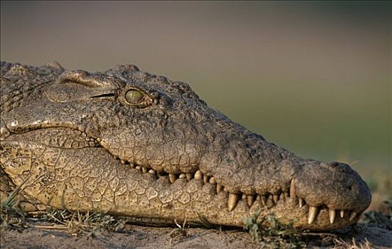 鳄鱼,乔贝国家公园,博茨瓦纳,尼罗鳄