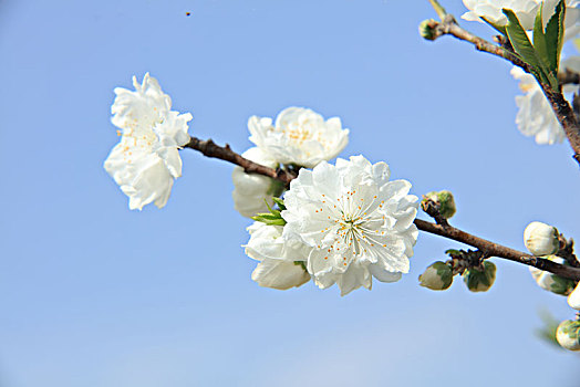 碧桃,千叶桃花,桃花