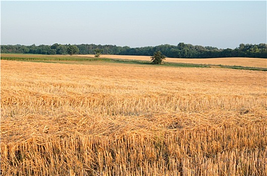小麦,茬地,风景,玉米田