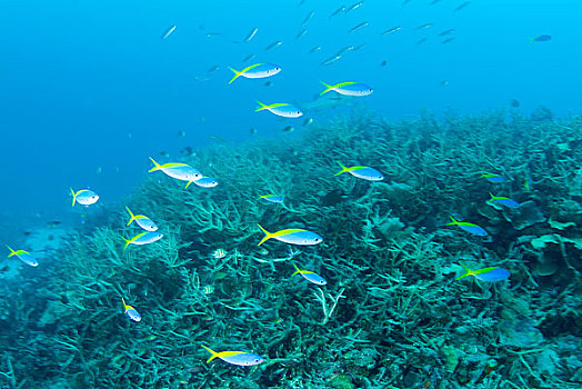 海洋生物