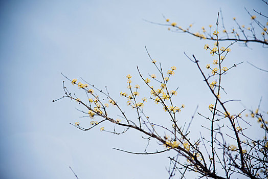 春季山茱萸盛开的小花