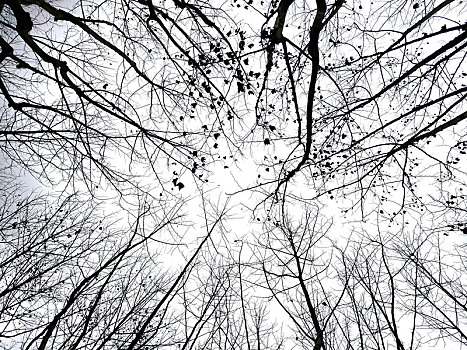 树,树枝,仰望,天空