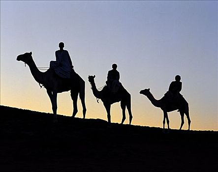 三个,骆驼,骑手,剪影,夜空