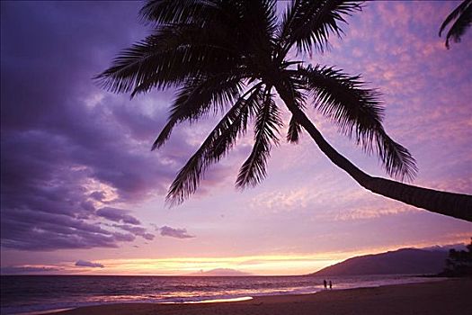 夏威夷,毛伊岛,棕榈树,上方,海滩,日落,伴侣,远景
