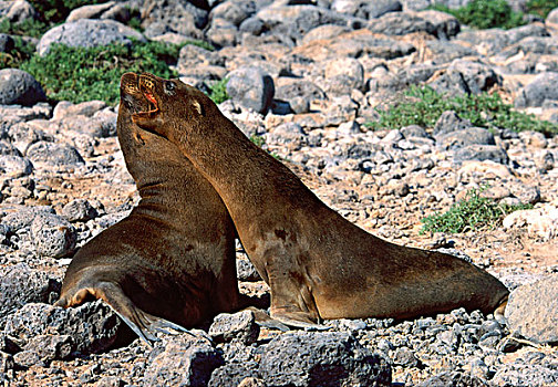 幼兽,加拉帕戈斯,海狮