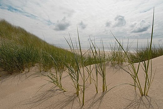 沙丘,海洋,荷兰