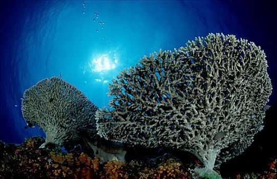 硬珊瑚,礁石