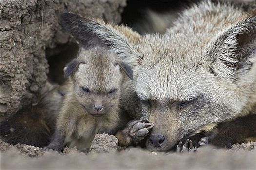 大耳狐,白天,老,幼仔,巢穴,马赛马拉国家保护区,肯尼亚