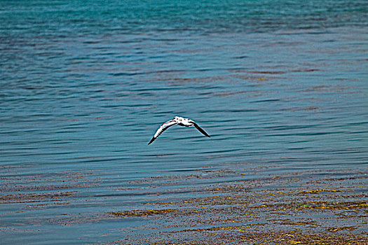 一只展翅飞翔的海鸥