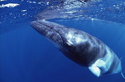 矮小,小须鲸,平面,西澳大利亚