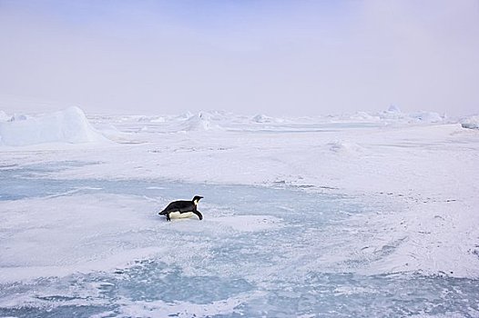 企鹅,滑动,冰,雪,山,岛屿,南极