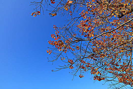 秋色,秋叶,蓝天