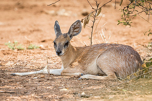 沙皮狗,克鲁格国家公园,南非共和国