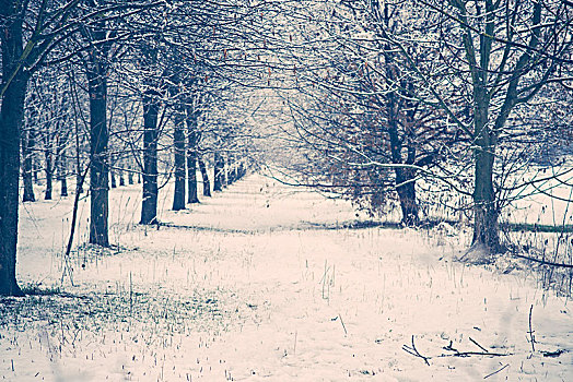 树林,道路,许多,雪,十二月