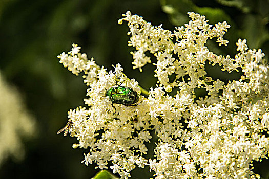 绿色,甲虫,白色背景,花