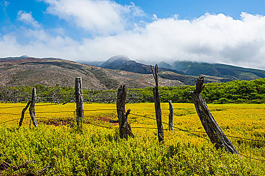 岛屿,莫洛凯岛,夏威夷