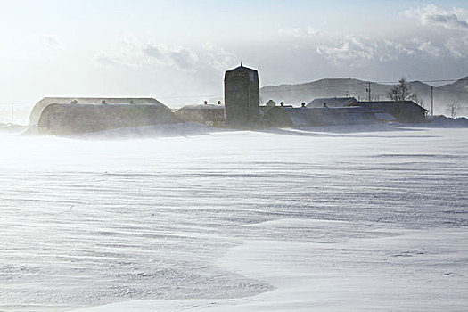 吹,雪,乳牛场,乡村