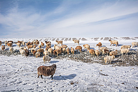 牧民在雪地放羊