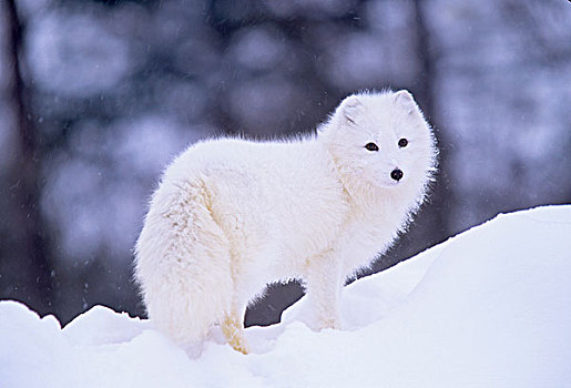 北极狐,冬天,北美