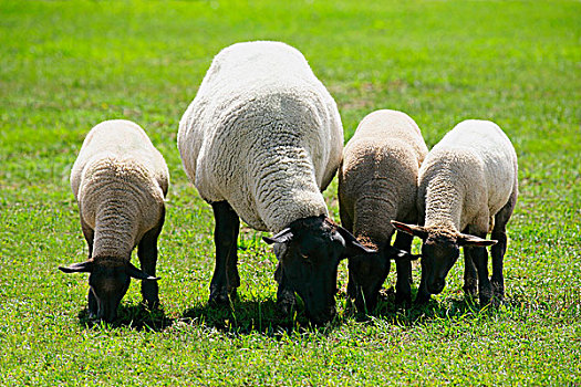 母羊,三个,羊羔,放牧