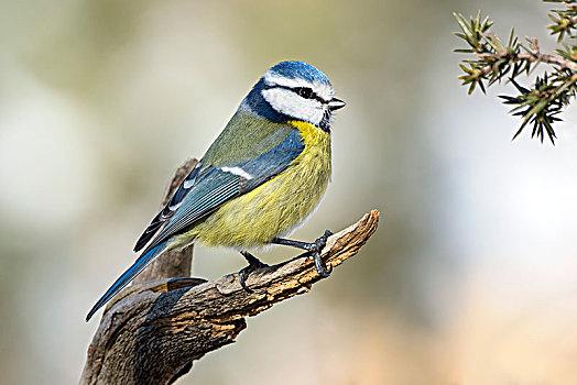 蓝冠山雀,青山雀,坐在树上,提洛尔,奥地利,欧洲