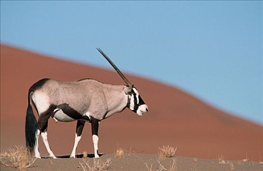 长角羚羊,索苏维来地区,公园,纳米比亚,羚羊