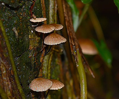 雨季